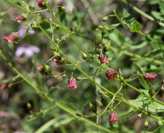 Scrophularia parviflora