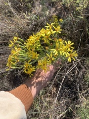 Senecio riddellii