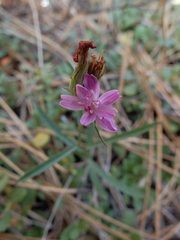 Stephanomeria lactucina