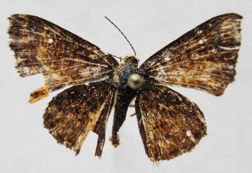 Mariposas marca de metal