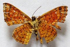 Calephelis argyrodines