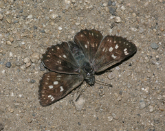 Muschampia gigas