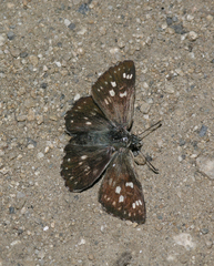 Muschampia gigas