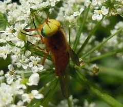 Silvius alpinus