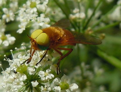 Silvius alpinus