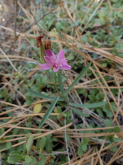 Stephanomeria lactucina