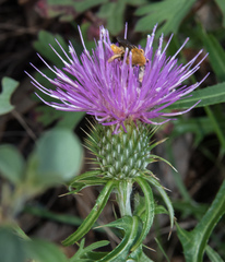 Cirsium grahamii