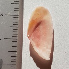 Moerella pulchella