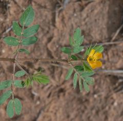 Kallstroemia hirsutissima