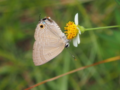 Deudorix epijarbas menesicles