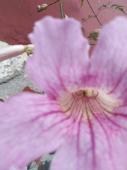 Podranea ricasoliana