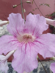 Podranea ricasoliana