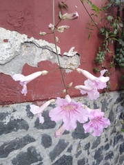 Podranea ricasoliana