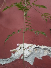 Podranea ricasoliana
