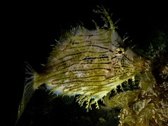 Chaetodermis penicilligerus