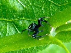 Salticidae