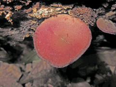 Baeospora myriadophylla