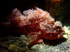 Scorpaena sumptuosa