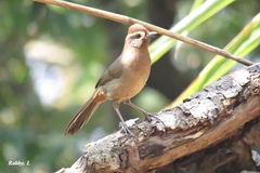 Pterorhinus sannio