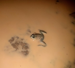 Euphlyctis cyanophlyctis