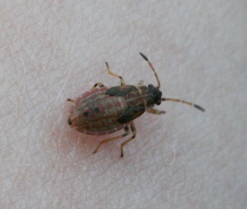 Elm Seed Bug photo 5