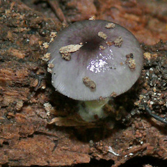 Bolbitius reticulatus