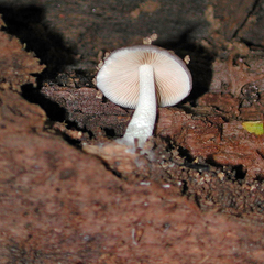 Bolbitius reticulatus