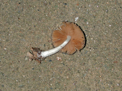 Bolbitius reticulatus