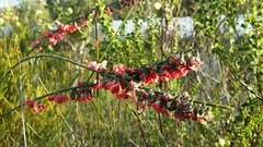 Sphaerolobium grandiflorum