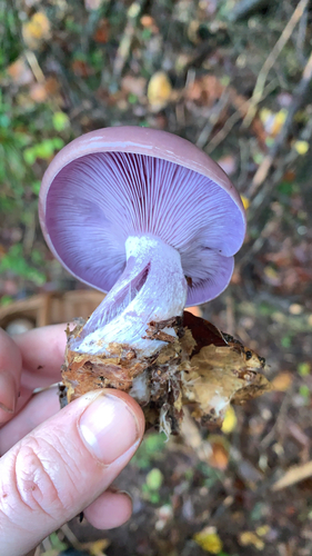 Modrikača (Collybia nuda)