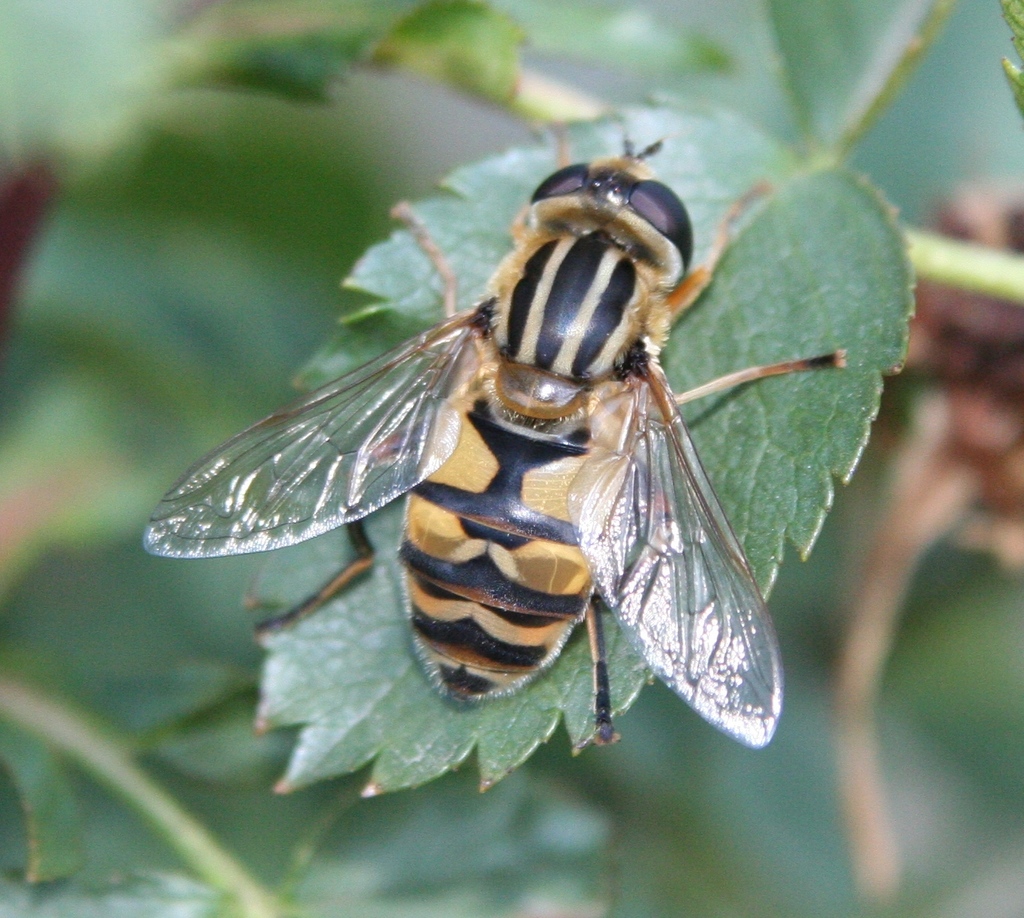 Broad-headed Marsh Fly