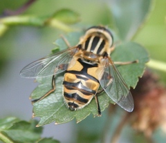 Helophilus latifrons