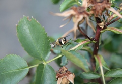 Helophilus latifrons