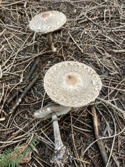Rhacodium