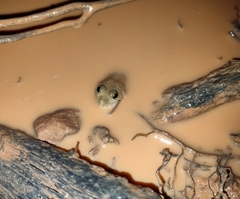 Euphlyctis cyanophlyctis