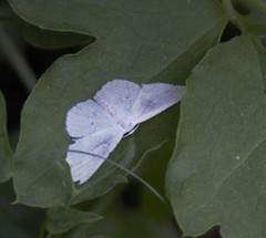 Idaea tacturata