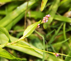 Persicaria cespitosa