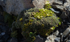 Veronica pulvinaris