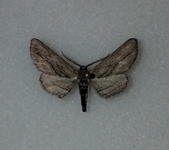 Holochroa dissociarius