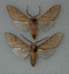 Lophocampa mixta