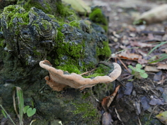 Fuscoporia torulosa