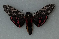 Arachnis aulaea