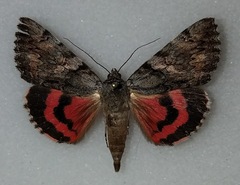 Catocala violenta