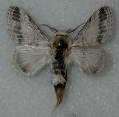 Tolype austella