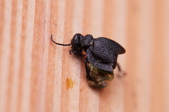 Meloe rugosus