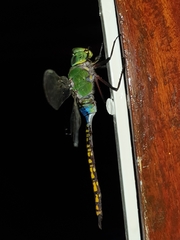 Anax indicus