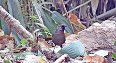 Trochalopteron melanostigma