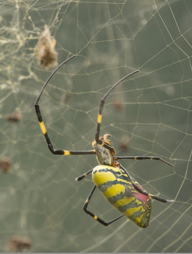 Joro Spider, photo 7 of 9