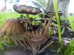 Coprinopsis atramentaria