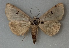 Scolecocampa atriluna